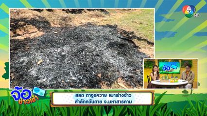 สลด ตาจูงควาย เผาฟางข้าว สำลักควันตาย จ.มหาสารคาม