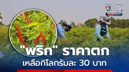 รัฐบาลช่วยด้วย! ชาวสวนพริก “อุบลราชธานี” โอดราคาตก ต้องรีบจ้างคนเก็บขาย ก่อนขาดทุนหนักกว่านี้