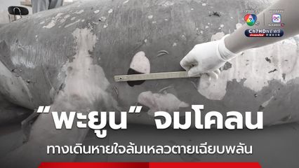 “พะยูน” จมโคลนบริเวณน้ำตื้น ทางเดินหายใจล้มเหลวตายเฉียบพลัน 