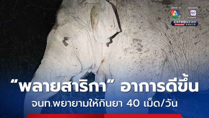 “พลายสาริกา” อาการดีขึ้น หลังได้รับยารักษาอาการบาดเจ็บที่ง่วง