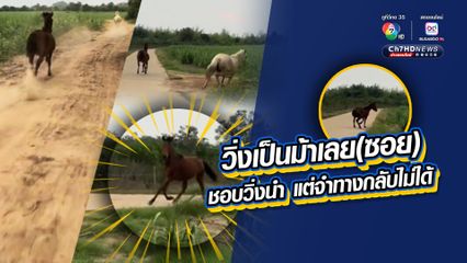 เอ็นดูม้าวิ่งเลยซอย เจ้าร้อง "เฮ้ย.." เสียงดุดัง หยุดทันที ราวกับมีเบรกระบบ ABS 