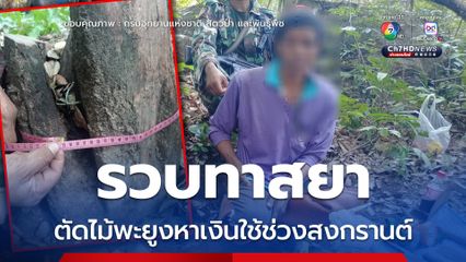 รวบทาสยา ตัดไม้พะยูงหาเงินใช้ช่วงสงกรานต์