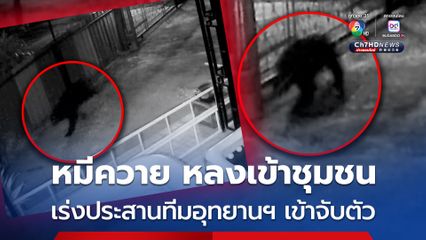 หมีควาย หลงเข้าชุมชนกลางดึก นายอำเภอเมืองเพชรบูรณ์ เร่งประสานทีมอุทยานฯ  