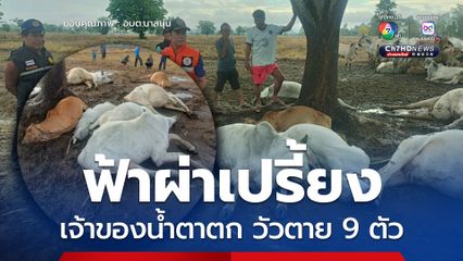 พายุฤดูร้อน ฟ้าผ่าลงกลางทุ่งนา วัวในคอกตาย 9 ตัว