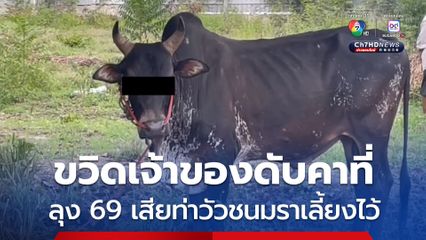 วัวชนขวิดเจ้าของวัย 69 ปี ซี่โครงหักดับคาที่