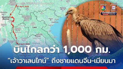 คืนหน้าเส้นทางบินอีแร้งสีน้ำตาลหิมาลัย “เจ้าวาเลนไทน์” บินถึงชายแดนจีน-เมียนมาแล้ว 
