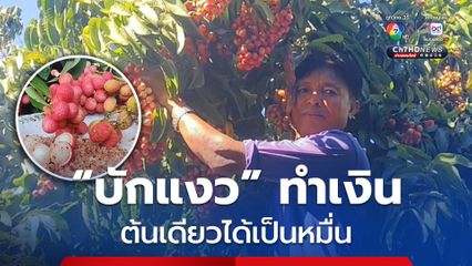 1 ปี มีครั้ง "บักแงว" ผลไม้ป่าสร้างเงิน ต้นเดียวได้เป็นหมื่น