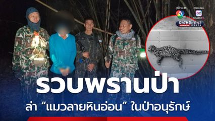 รวบพรานป่าล่า “แมวลายหินอ่อน” ในเขตรักษาพันธุ์สัตว์ป่าภูเขียว 