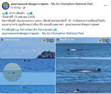 พบวาฬบรูด้า กำลังแหวกว่ายเคียงคู่โชว์ตัว และหาอาหาร อยู่บริเวณเกาะลังกาจิว และบริเวณมาตรา
