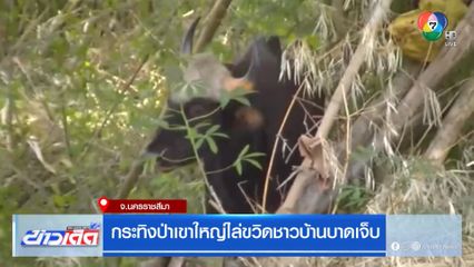 กระทิงป่าเขาใหญ่ไล่ขวิดชาวบ้านบาดเจ็บ