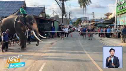 ช้างตื่นวันไหล ทำร้ายควาญและนักท่องเที่ยว จ.ตราด