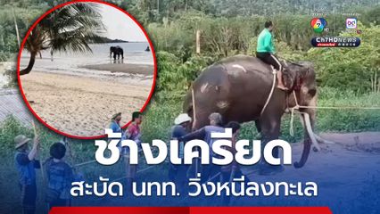 ช้างเครียดสะบัด นทท.ตก กลัวถูกทำโทษวิ่งหนีลงทะเล