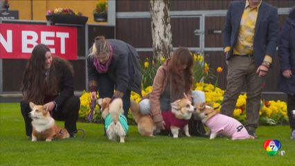 สุนัขคอร์กี้ร่วมการแข่งขันวิ่งประจำปี ที่สกอตแลนด์