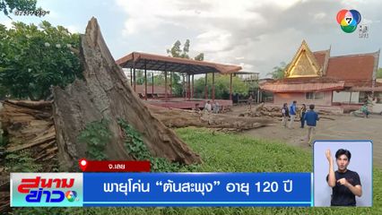 พายุโค่น ต้นสะพุง อายุ 120 ปี จ.เลย