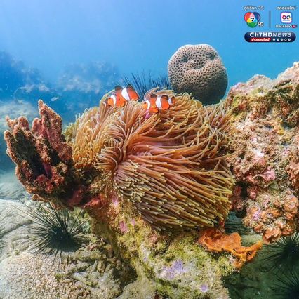 โลกใต้ทะเลที่ “เกาะค้างคาว” อุทยานแห่งชาติแหลมสน