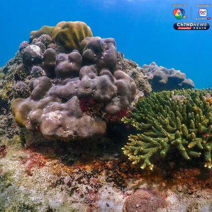 โลกใต้ทะเลที่ “เกาะค้างคาว” อุทยานแห่งชาติแหลมสน