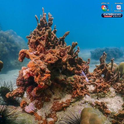 โลกใต้ทะเลที่ “เกาะค้างคาว” อุทยานแห่งชาติแหลมสน