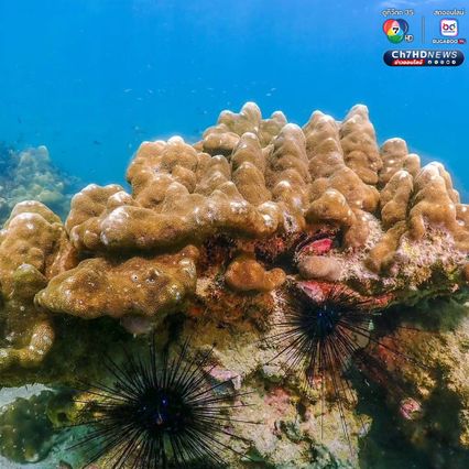 โลกใต้ทะเลที่ “เกาะค้างคาว” อุทยานแห่งชาติแหลมสน