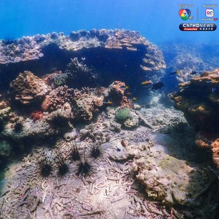 โลกใต้ทะเลที่ “เกาะค้างคาว” อุทยานแห่งชาติแหลมสน