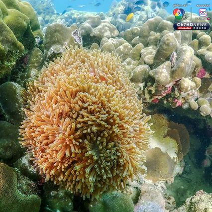 โลกใต้ทะเลที่ “เกาะค้างคาว” อุทยานแห่งชาติแหลมสน