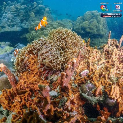 โลกใต้ทะเลที่ “เกาะค้างคาว” อุทยานแห่งชาติแหลมสน