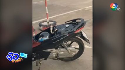 ผงะ ! งูเห่า ซุกเบาะรถ จยย.