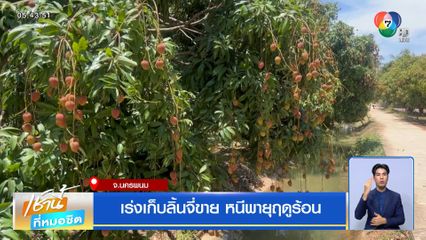 เร่งเก็บลิ้นจี่ขาย หนีพายุฤดูร้อน