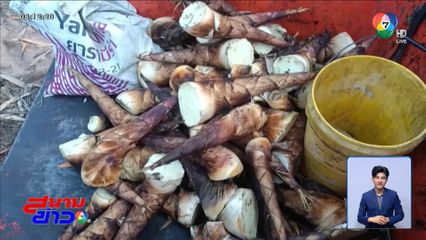 ปลูกหน่อไม้นอกฤดูรายได้ดี