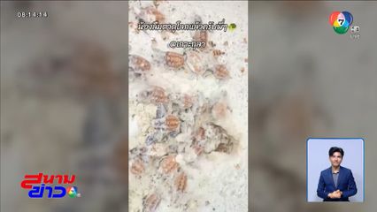 เต่ากระ 152 ชีวิต ลืมตาดูโลก