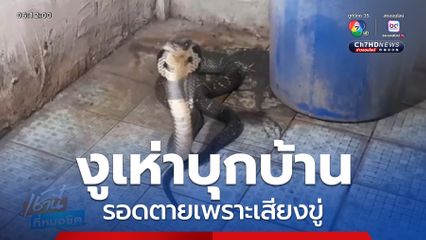 งูเห่าบุกบ้าน รอดตายเพราะเสียงขู่