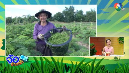 ชะอมตัดยอดรายได้วันละ 1 หมื่นบาท