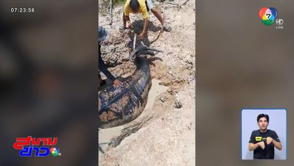 ช่วยควายร้อน หาน้ำกินจนจมโคลน จ.มุกดาหาร