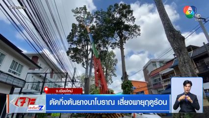 ตัดกิ่งต้นยางนาโบราณ เสี่ยงพายุฤดูร้อน จ.เชียงใหม่