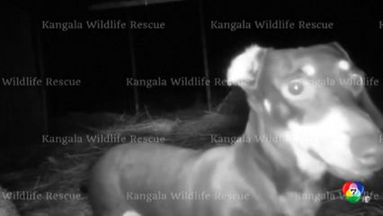 พบตัวแล้ว น้องหมา ติดเกาะนานกว่า 500 วัน