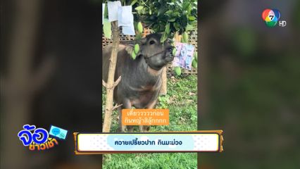 ควายเปรี้ยวปาก กินมะม่วง