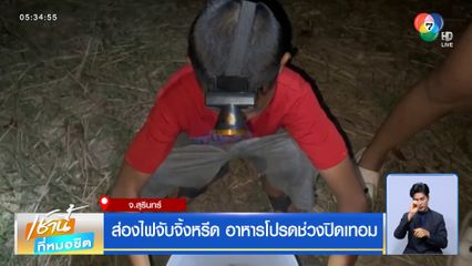 ส่องไฟจับจิ้งหรีด อาหารโปรดช่วงปิดเทอม