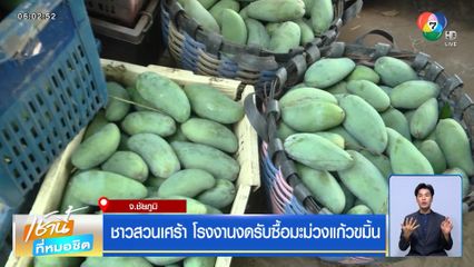 ชาวสวนเศร้า โรงงานงดรับซื้อมะม่วงแก้วขมิ้น จ.ชัยภูมิ