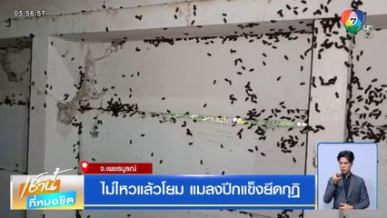 ไม่ไหวแล้วโยม แมลงปีกแข็งยึดกุฏิ