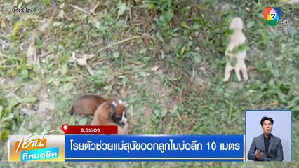 โรยตัวช่วยแม่สุนัขออกลูกในบ่อลึก 10 เมตร