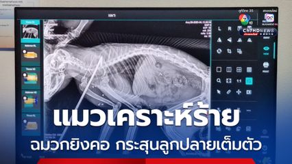 “แมว” เคราะห์ร้าย ถูกยิงฉมวกทะลุคอ มีอาการตื่นกลัว ผงะ! จับเอกซเรย์เจอกระสุนลูกปลายเต็มตัว