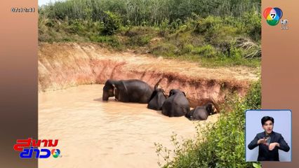 เอ็นดู ครอบครัวช้างลงเล่นน้ำในบ่อ ลงได้แต่ขึ้นไม่ได้