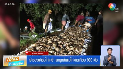 เจ้าของฟาร์มไก่เศร้า พายุถล่มแม่ไก่ตายเกือบ 900 ตัว