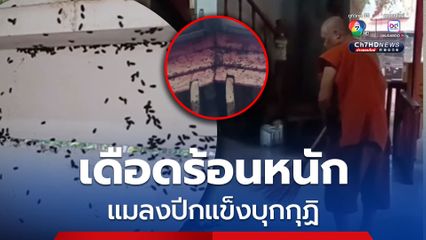 แมลงปีกแข็งบุกกุฏิ พระเดือดร้อนมานานกว่า 5 ปี