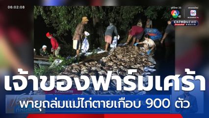 เจ้าของฟาร์มไก่เศร้า พายุถล่มแม่ไก่ตายเกือบ 900 ตัว