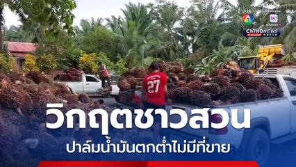 วิกฤตชาวสวน ปาล์มน้ำมันตกต่ำไม่มีที่ขาย หลังโรงงานในจ.กระบี่ หยุดรับซื้อหมดทั้ง 10 กว่าโรงงาน
