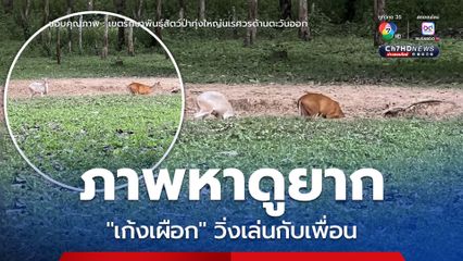 ภาพหาดูยาก “เก้งเผือก” วิ่งเล่นกับเพื่อน