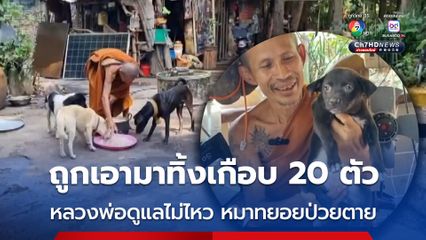 คนใจร้ายแอบนำหมาปล่อยทิ้งเกือบ 20 ตัว ทยอยป่วยตาย หลวงพ่อสงสารเลี้ยงดูตามอัตภาพ