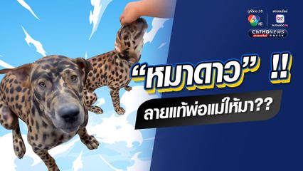 สุดแปลก น้องหมาลายเสือดาว เจ้าของยืนยันเป็นมาแต่เกิด ไม่มีใครอารมณ์ดีพอไปทำสีให้มัน