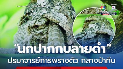 นกปากกบลายดำ สัตว์ป่าคุ้มครองระดับสองของจีน ปรมาจารย์การพรางตัว กลางป่าทึบ