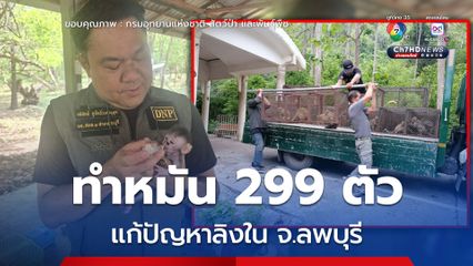 ทำหมัน 299 ตัว แก้ปัญหาลิงใน จ.ลพบุรี